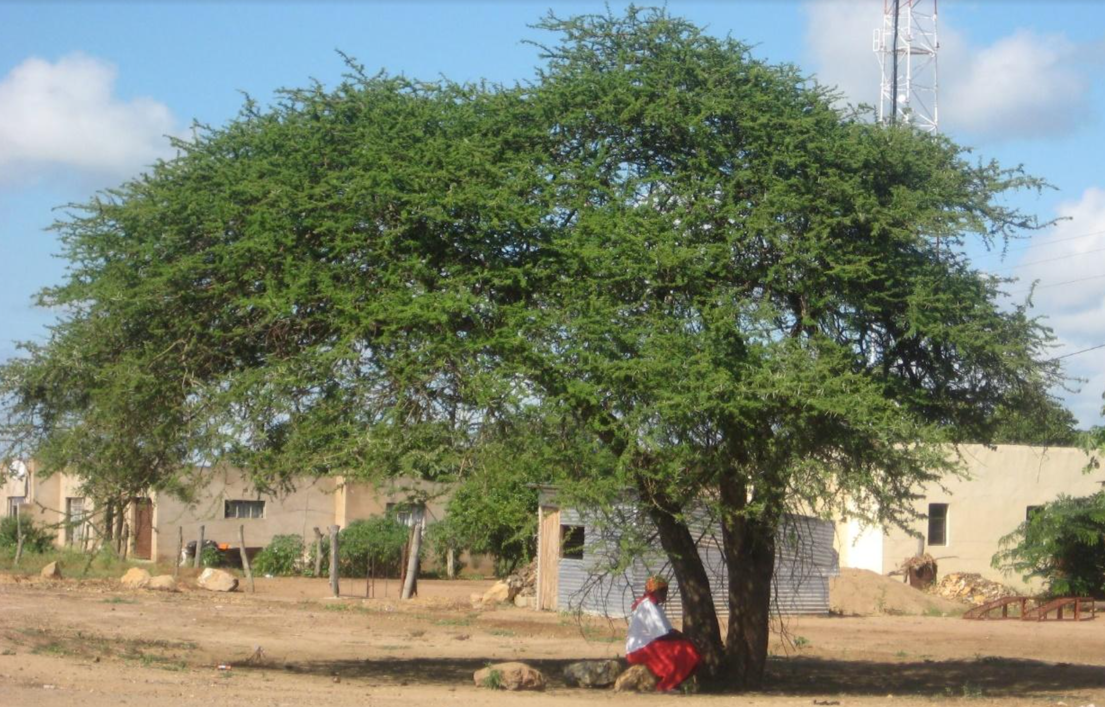 Marinda-de-Beer-Africa-Tree